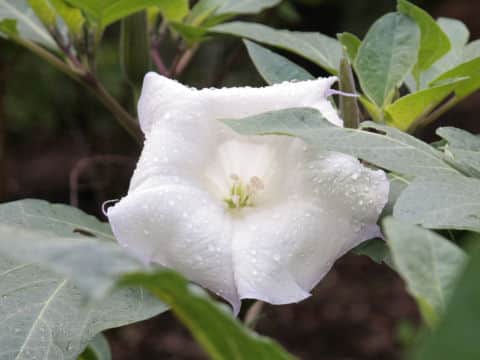 Datura metel