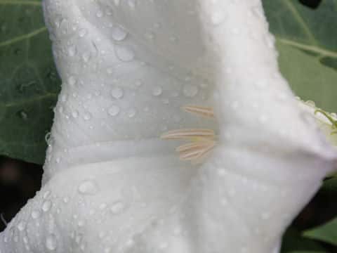 Datura metel