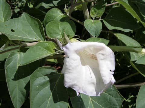 Datura metel