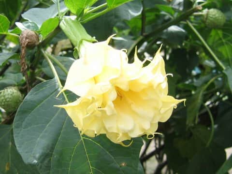 Datura metel