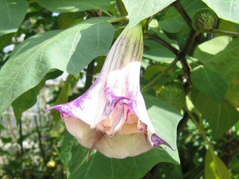 Datura metel