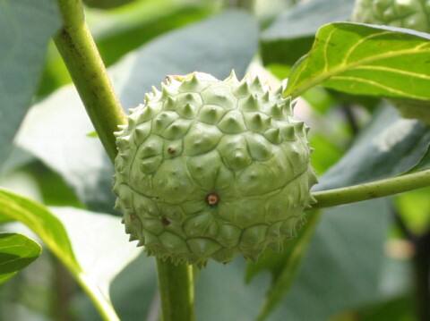 Datura metel