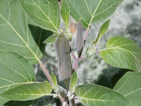 Datura metel
