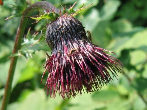 Cirsium chokaiense
