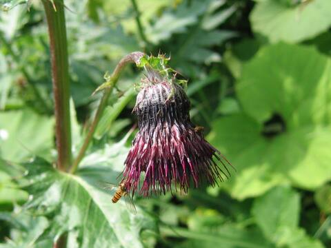Cirsium chokaiense