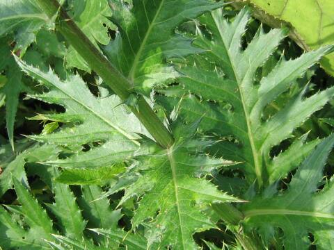 Cirsium chokaiense