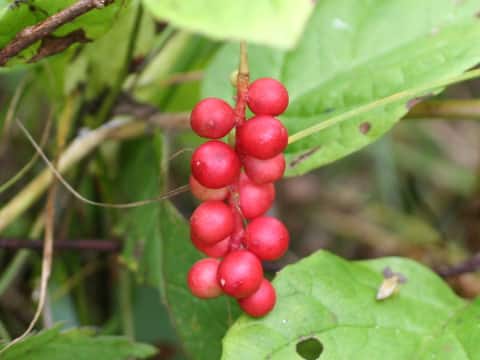 Schisandra chinensis