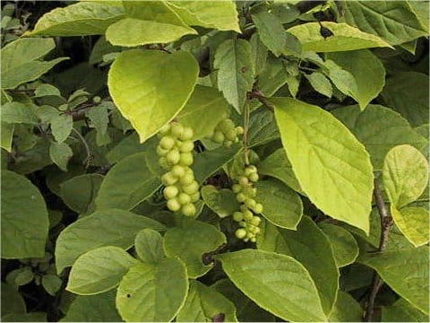 Schisandra chinensis