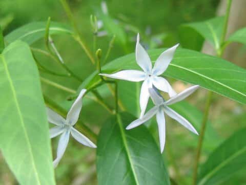 Amsonia elliptica