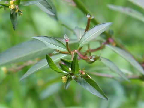 Ludwigia epilobioides