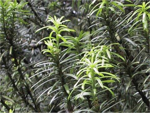 Cephalotaxus harringtonia f. fastigiata