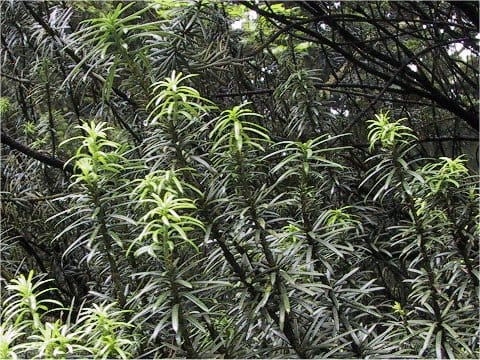 Cephalotaxus harringtonia f. fastigiata