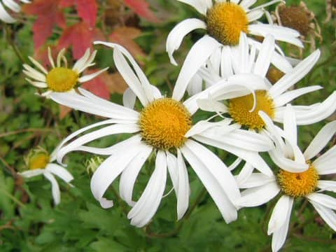 Chrysanthemum zawadskii var. latilobum