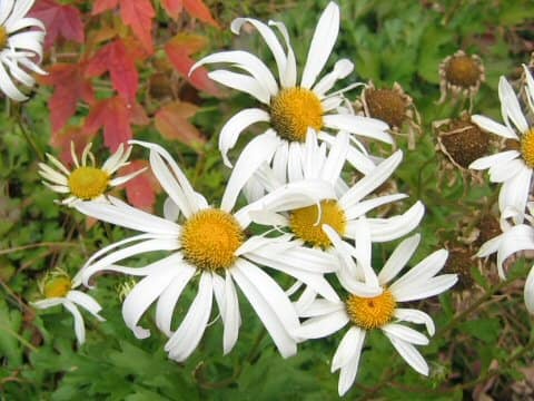 Chrysanthemum zawadskii var. latilobum