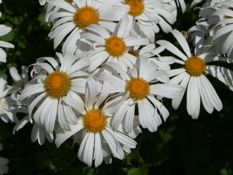 Chrysanthemum zawadskii var. latilobum
