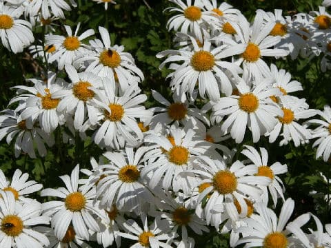 Chrysanthemum zawadskii var. latilobum