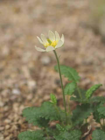 Dryas octopetala var. asiatica