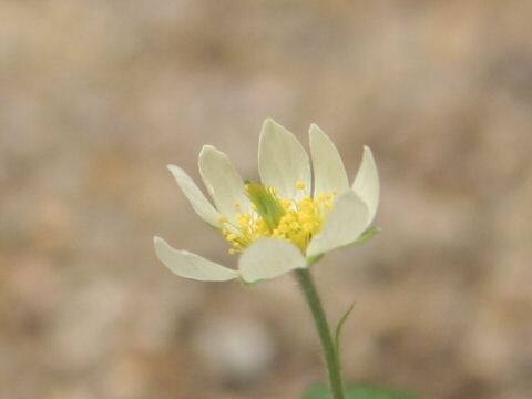 Dryas octopetala var. asiatica