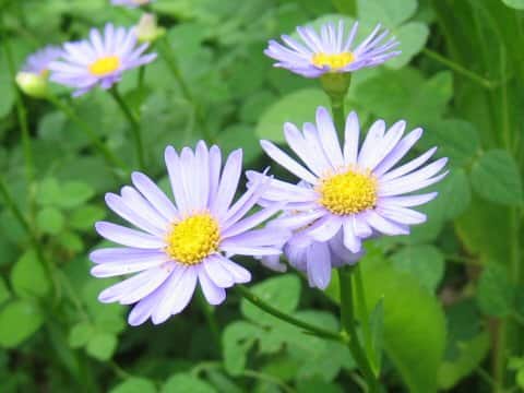Miyamayomena koraiensis