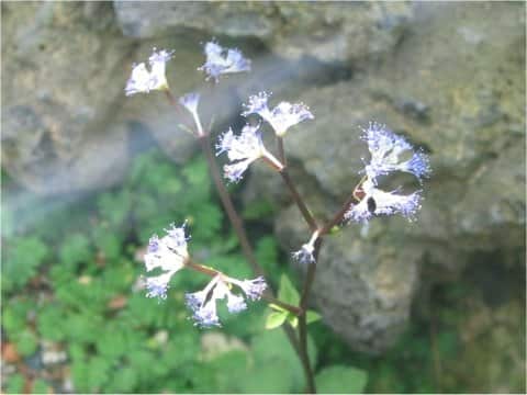 Sanicula sp.