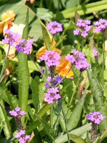 Verbena incompta