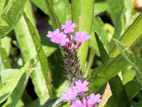 Verbena incompta