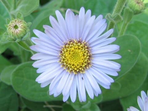 Aster spathulifolius