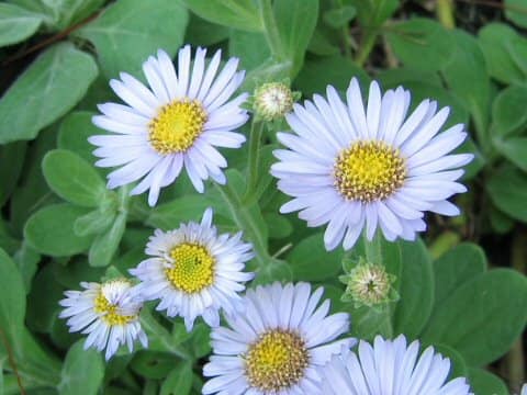 Aster spathulifolius