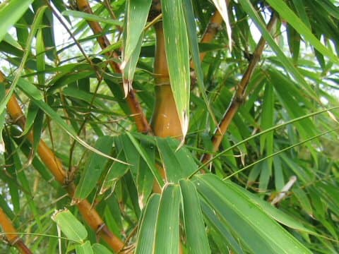 Bambusa ventricosa