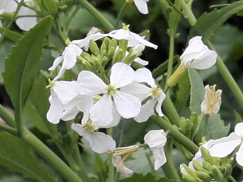 Raphanus sativus var. longipinnatus