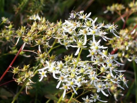 Saxifraga fortunei var. incisolobata