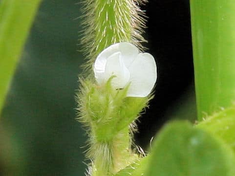 Glycine max ssp. max