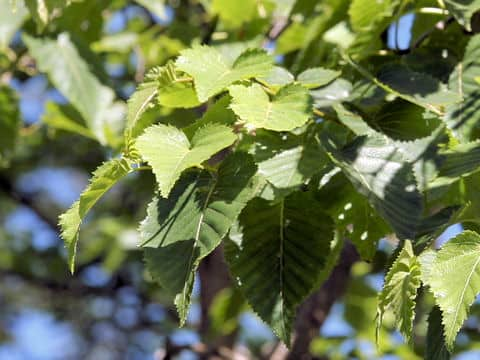 Betula ermanii