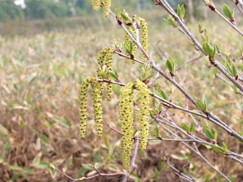 Betula ermanii