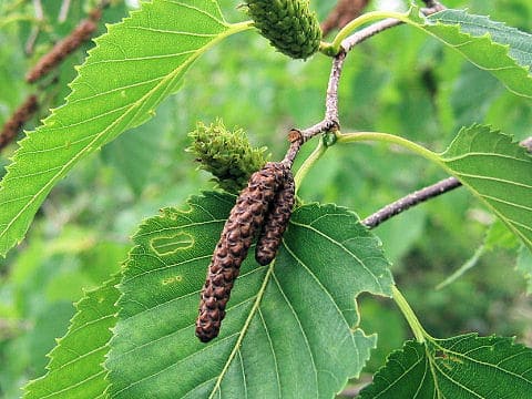 Betula ermanii