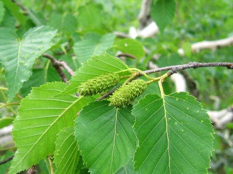 Betula ermanii