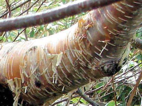 Betula ermanii