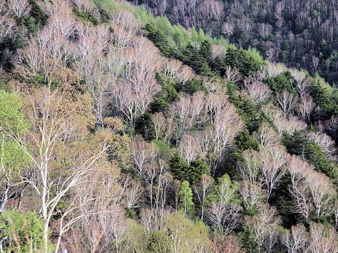 Betula ermanii