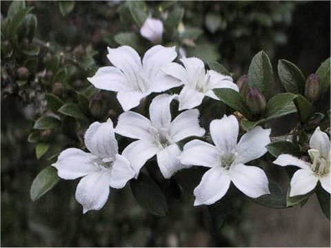 Serissa japonica var. crassiramea