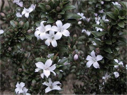 Serissa japonica var. crassiramea