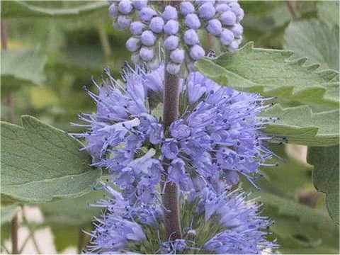 Caryopteris incan