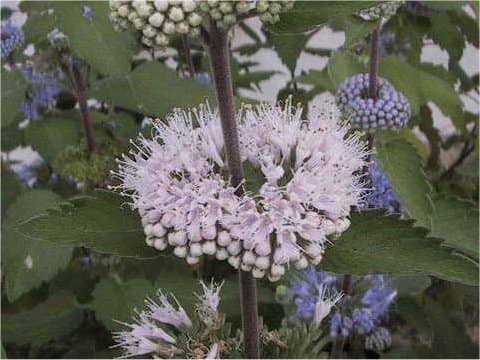 Caryopteris incan