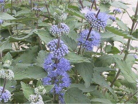 Caryopteris incan