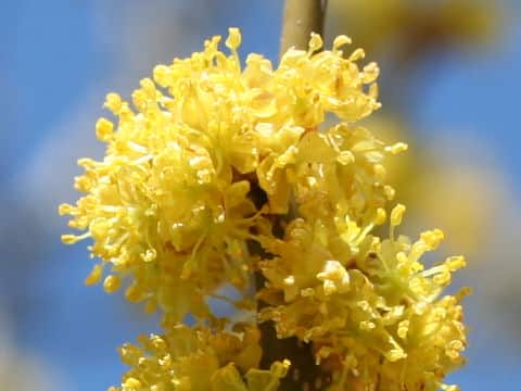 Lindera obtusiloba