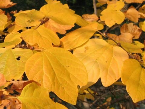 Lindera obtusiloba