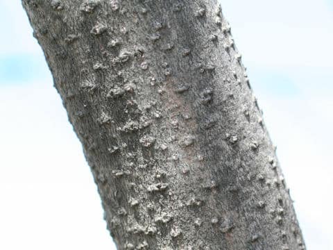 Lindera obtusiloba