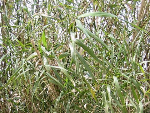 Arundo donax