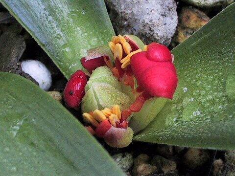 Daubenya aurea var. coccinea