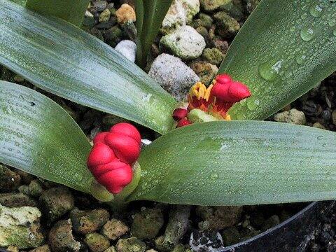 Daubenya aurea var. coccinea