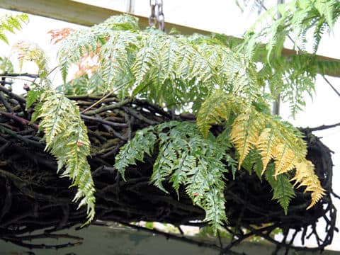 Davallia dimorpha